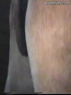 人类和动物-A-Gay公驴交配(Zoophilia动物马种马性别)资源多多,等着你欣赏