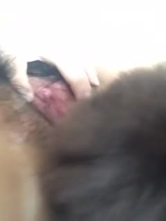 【兽人】泰迪狂添女主人bb,女主人很享受