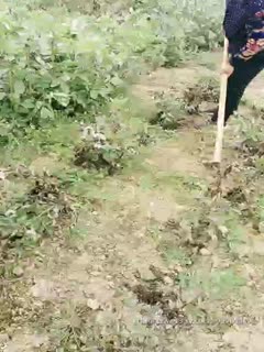 2020.2.17【金莲小仙女】重庆妹子到农村勾搭,撒尿掰穴露臀秀奶第10集