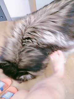 高挑模特身材 ,制服诱惑,露脸道具自慰大狗一饱眼福,阴唇阴蒂厚厚的一插就白浆流出